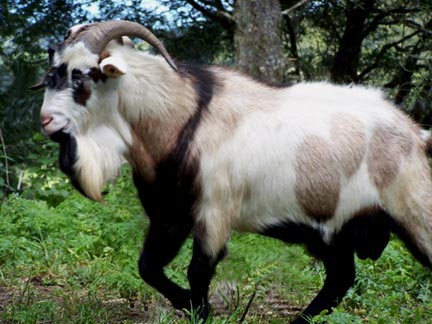 Kiko Goat - goats Breeds | txis jishebi | თხის ჯიშები